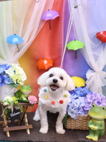 20230601まるくん